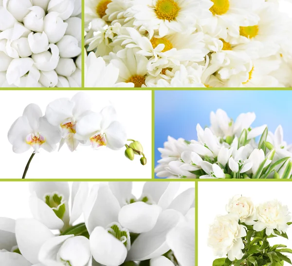 不同的白色花朵的拼贴画 — 图库照片