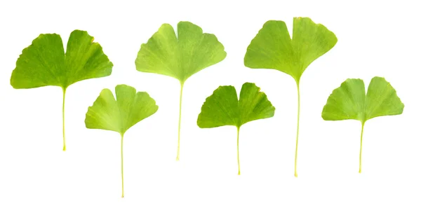 Collage de hojas de ginkgo biloba aisladas en blanco —  Fotos de Stock