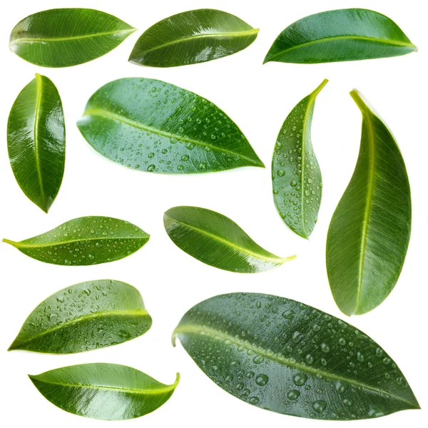 Collage of green leaves isolated on white — Stock Photo, Image