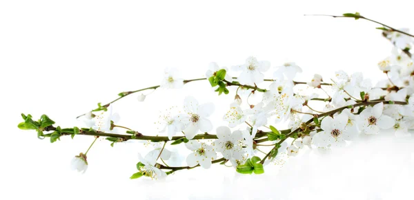 Beautiful cherry blossom isolated on white — Stock Photo, Image