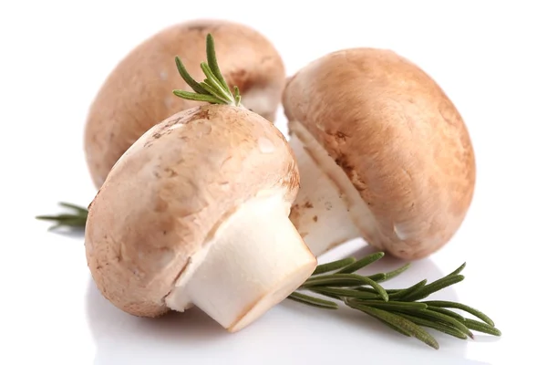 Färska svampar isolerade på vit — Stockfoto