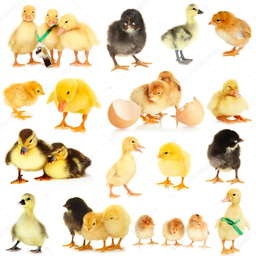 Collage of cute little chickens and ducklings