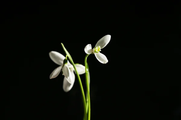 Beautiful bouquet of snowdrops on black background — Stock Photo, Image