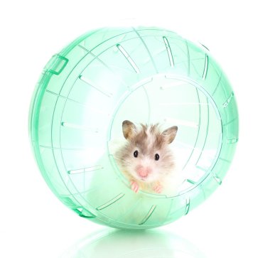 sevimli hamster beyaz izole yeşil top haşhaş 