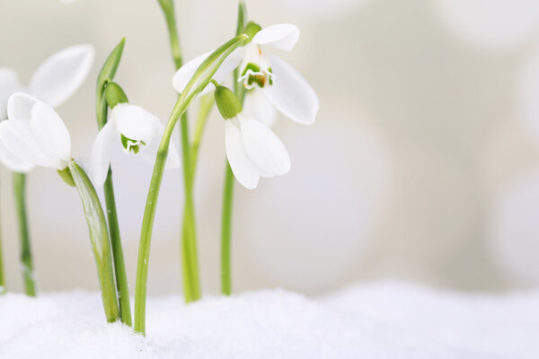 Beautiful snowdrops on snow, on light background