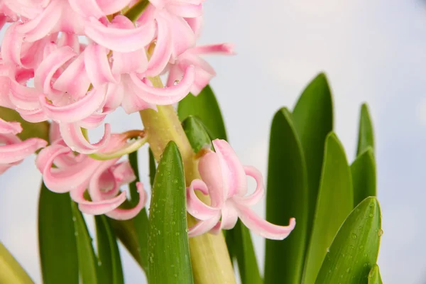 Rosa hyacint på ljus bakgrund — Stockfoto