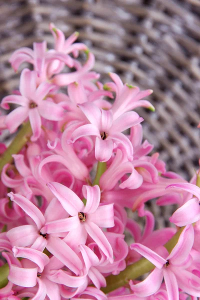 Roze hyacint op rieten achtergrond — Stockfoto