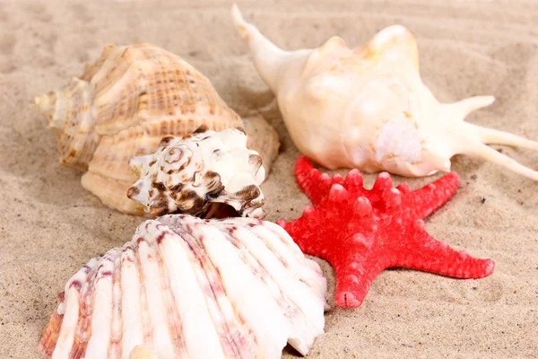 Seashells and starfish on sand close-up — Stock Photo, Image