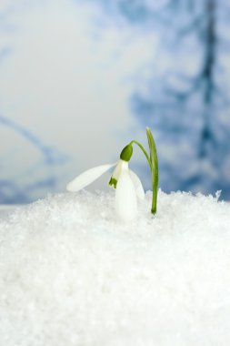 Karda doğa kış arka plan üzerinde güzel kardelen