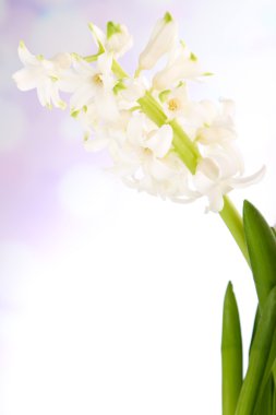 parlak zemin üzerine sümbül