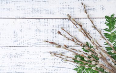 Beautiful pussy-willow twigs on wooden background clipart