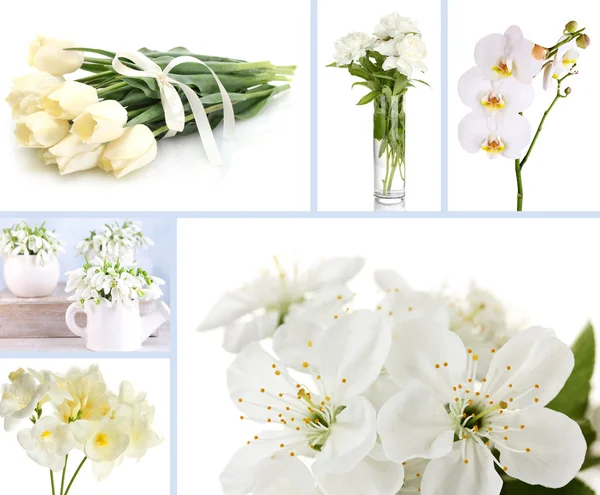 Collage de diferentes flores blancas — Foto de Stock