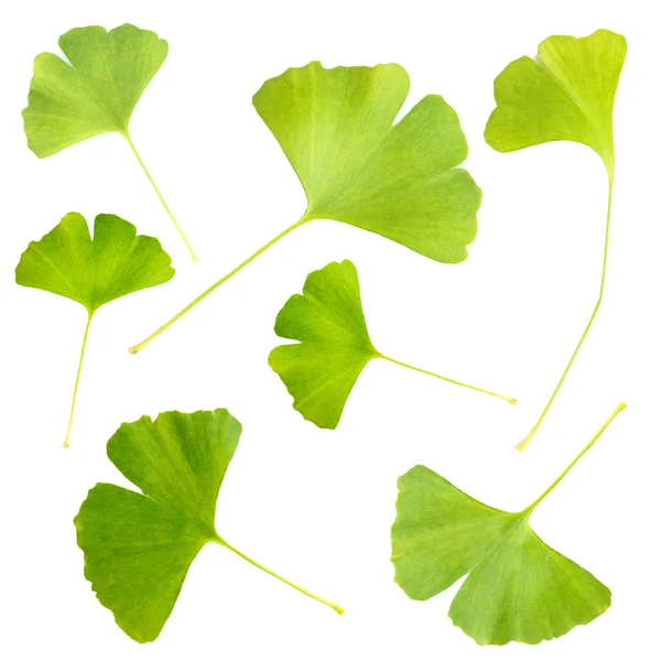 Collage van ginkgo biloba bladeren geïsoleerd op wit — Stockfoto