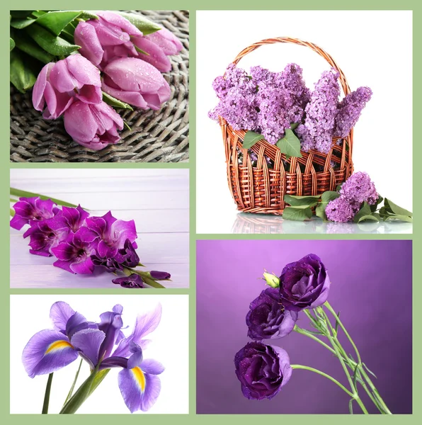 Collage av olika lila blommor — Stockfoto