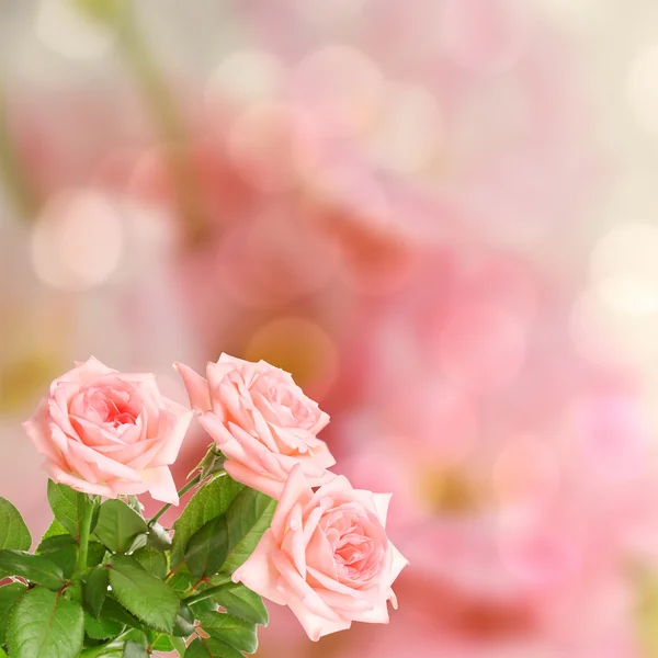 在明亮的背景上的粉红玫瑰 — 图库照片