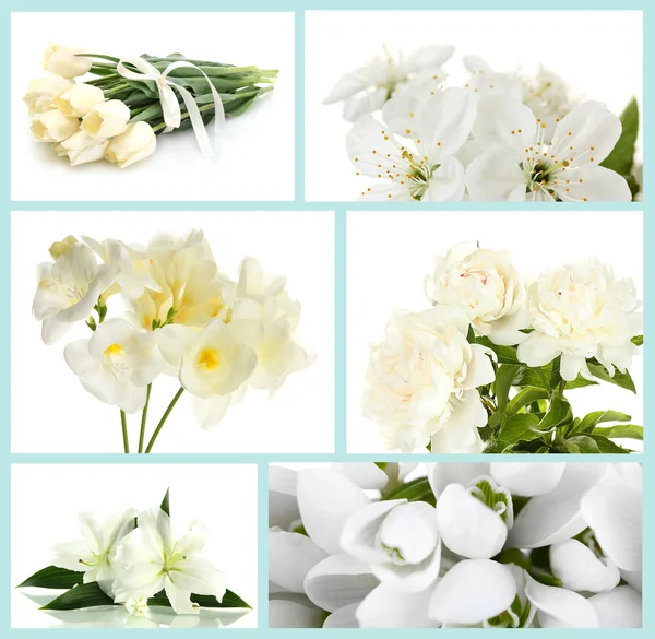 Collage of different white flowers — Stock Photo, Image