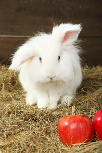 Weißes niedliches Kaninchen mit Äpfeln auf Heu — Stockfoto