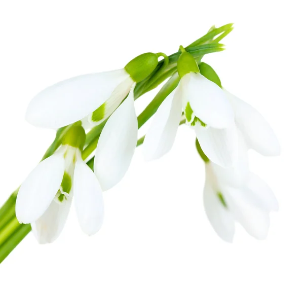 美丽的雪莲花，孤立的白色衬底上 — 图库照片