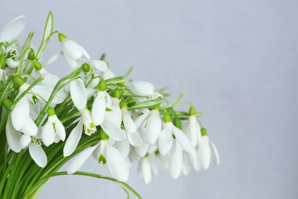 灰色の背景に美しい snowdrops — ストック写真