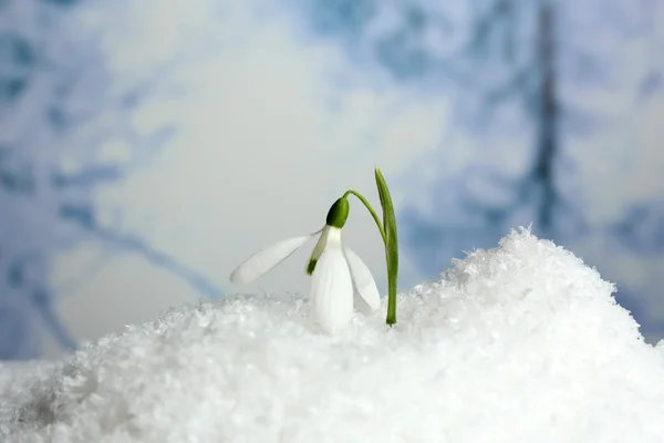 Beautiful snowdrop on snow, on nature winter background — Stock Photo, Image