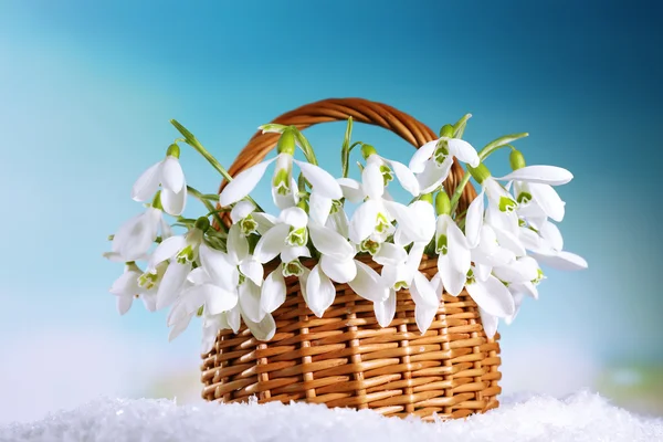 Beaux gouttes de neige dans le panier sur fond bleu — Photo