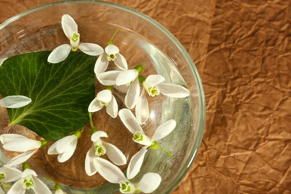 Beautiful snowdrops glass bowl with water, on brown background — Stock Photo, Image