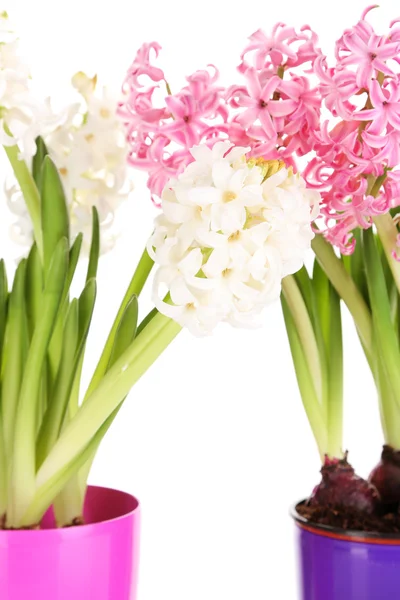 Hyacinth flowers in pots isolated on white — Stock Photo, Image