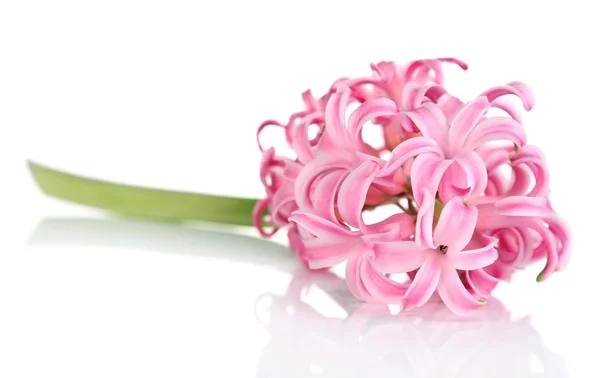 Pink hyacinth isolated on white — Stock Photo, Image