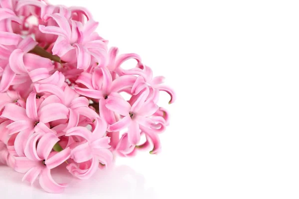 Pink hyacinth isolated on white — Stock Photo, Image