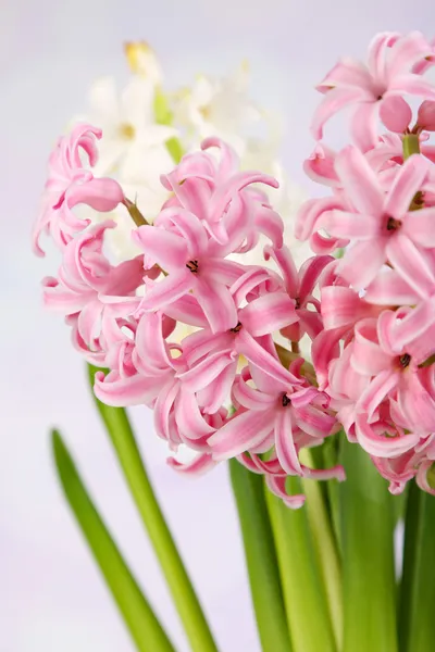 Hyacinth on bright background — Stock Photo, Image