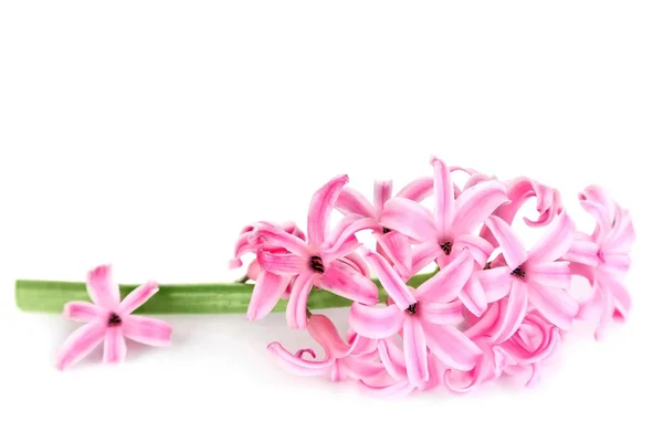Rosa hyacint isolerad på vit — Stockfoto