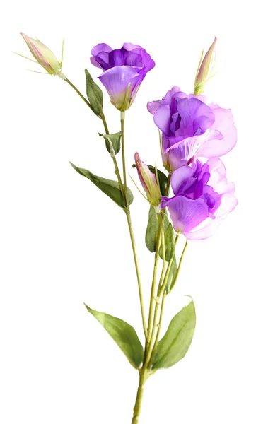 Purple artificial eustoma  isolated on white — Stock Photo, Image