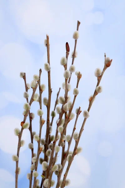 Beautiful pussy-willow twigs, close up — Stock Photo, Image