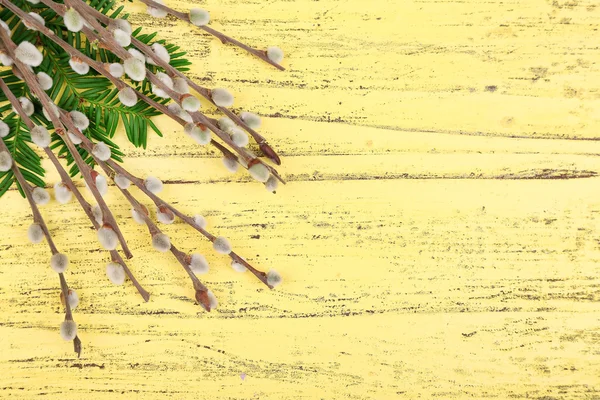 Krásný pussy willow větvičky na dřevěné pozadí — Stock fotografie
