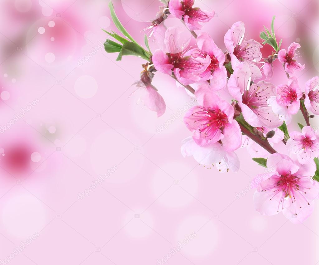 Peach floral background Stock Photos, Royalty Free Peach floral background  Images | Depositphotos