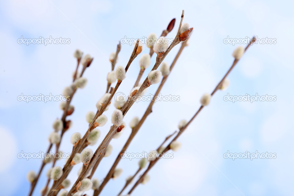 Beautiful pussy-willow twigs, close up