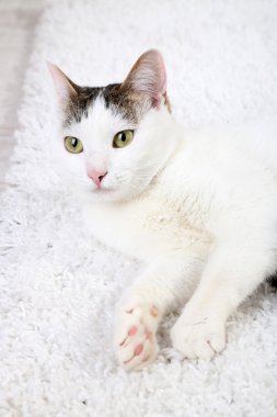 Şirin kedi, kapat.