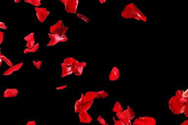 Beautiful red rose petals, on black background clipart