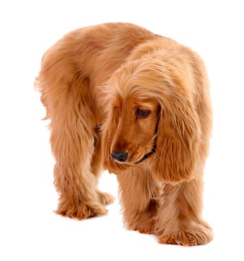 güzel cocker spaniel üzerinde beyaz izole