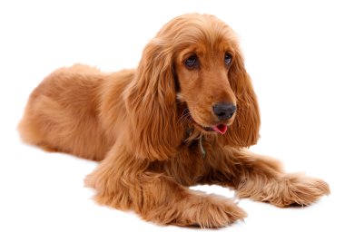 güzel cocker spaniel üzerinde beyaz izole