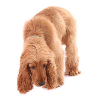 güzel cocker spaniel üzerinde beyaz izole