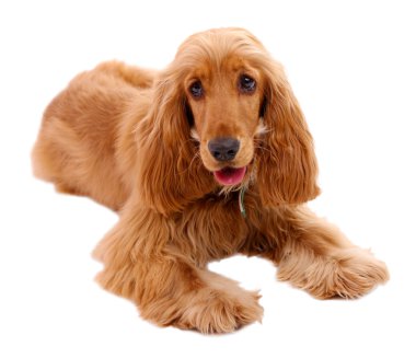 güzel cocker spaniel üzerinde beyaz izole