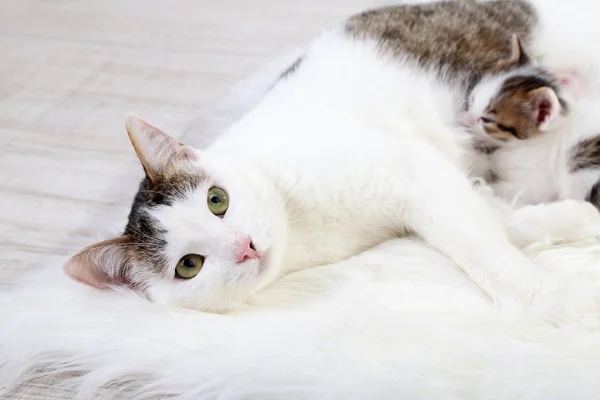 Niedliche Katzenmutter und kleines Kätzchen — Stockfoto