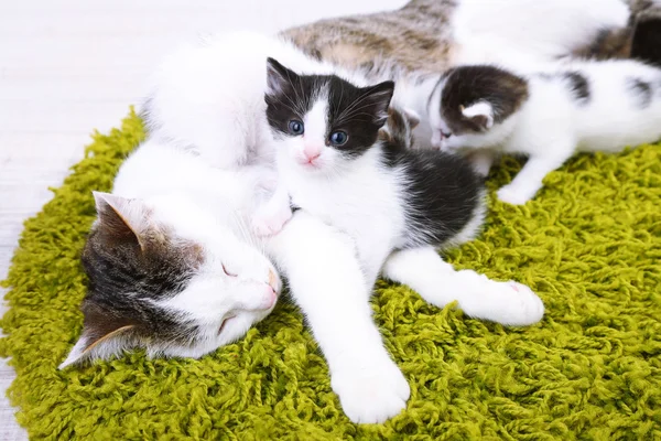 Niedliche Katzenmutter und kleine Kätzchen — Stockfoto