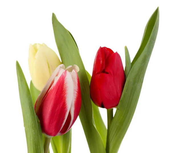 Hermosos tulipanes aislados en blanco — Foto de Stock