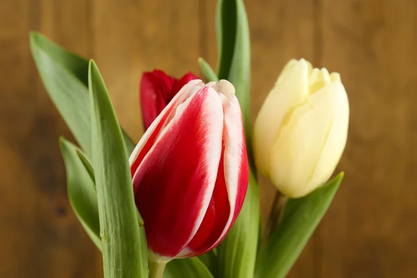 Красиві тюльпани на кольоровому фоні — стокове фото
