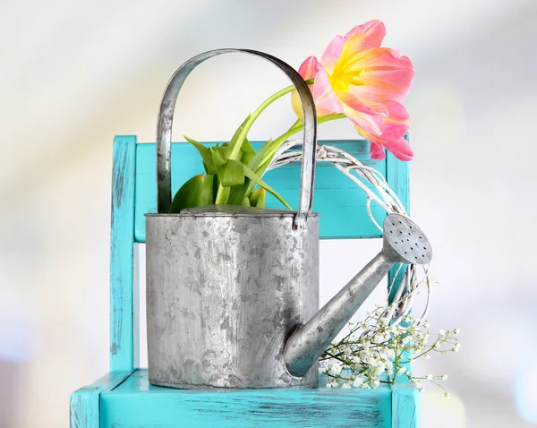 Beautiful spring flowers on blue old wooden chair — Stock Photo, Image