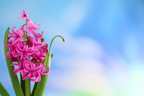 Schöne rosa Hyazinthenblüte auf hellem Hintergrund — Stockfoto