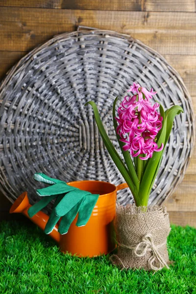 Composición con equipo de jardín y hermosa flor de jacinto rosa en maceta, sobre hierba verde, sobre fondo de madera —  Fotos de Stock