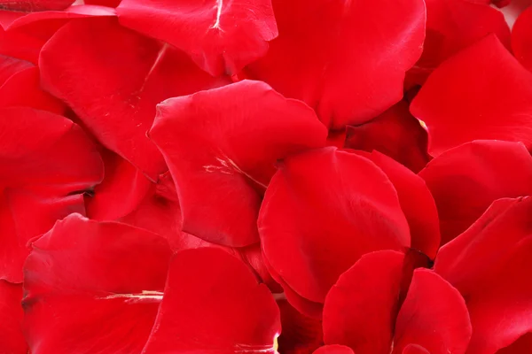 Beautiful red rose petals, close up — Stock Photo, Image